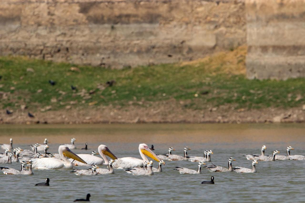 Raas Chhatrasagar, Nimaj, District Pali Buitenkant foto