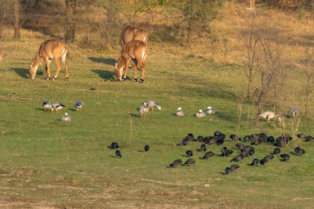 Raas Chhatrasagar, Nimaj, District Pali Buitenkant foto